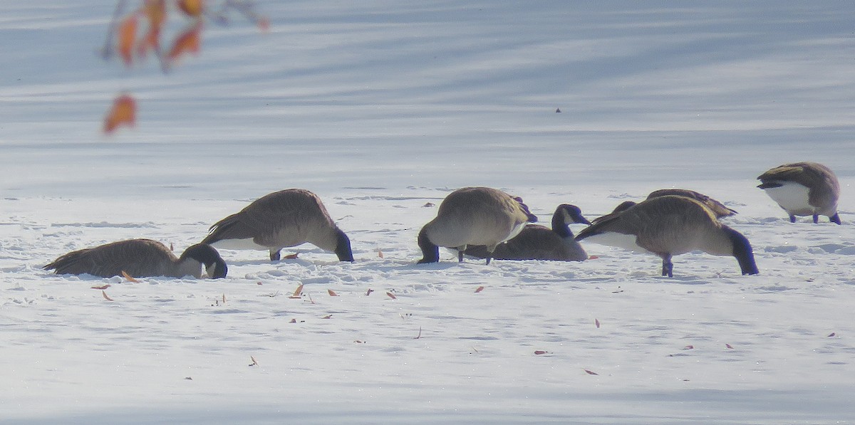 Канадская казарка - ML646660122