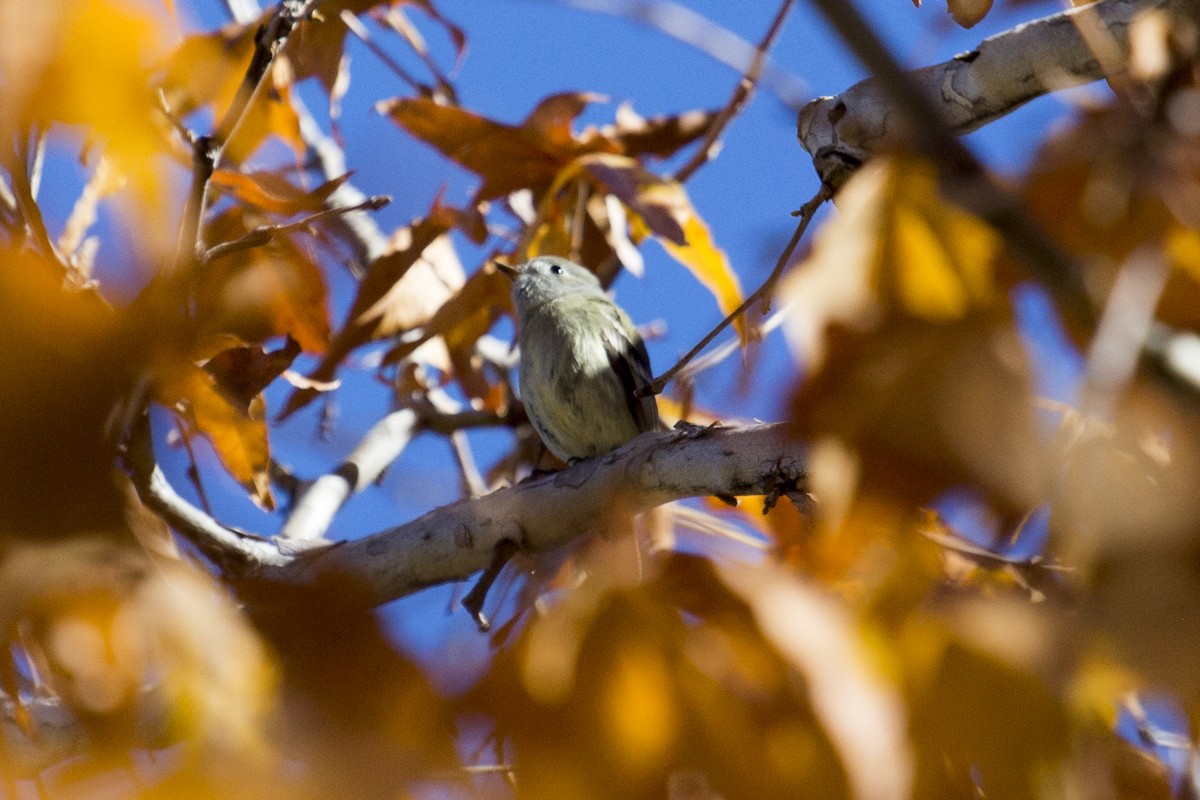 ハモンドメジロハエトリ - ML646660123