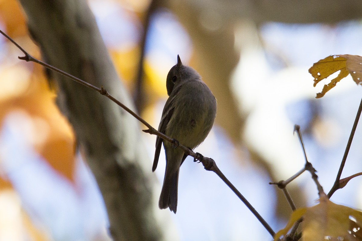 ハモンドメジロハエトリ - ML646660124