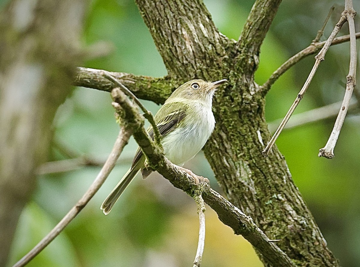 Blassaugen-Zwergtyrann - ML646660125