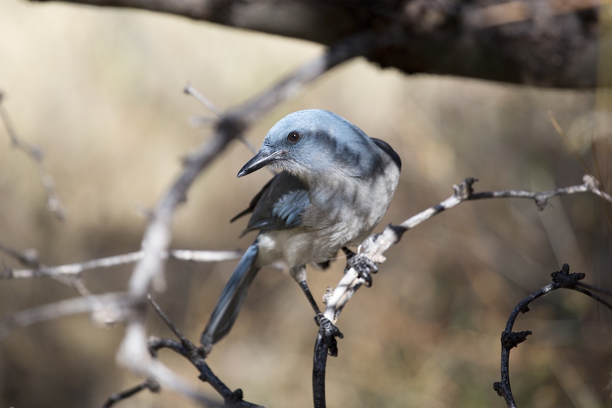 メキシコカケス - ML646660126