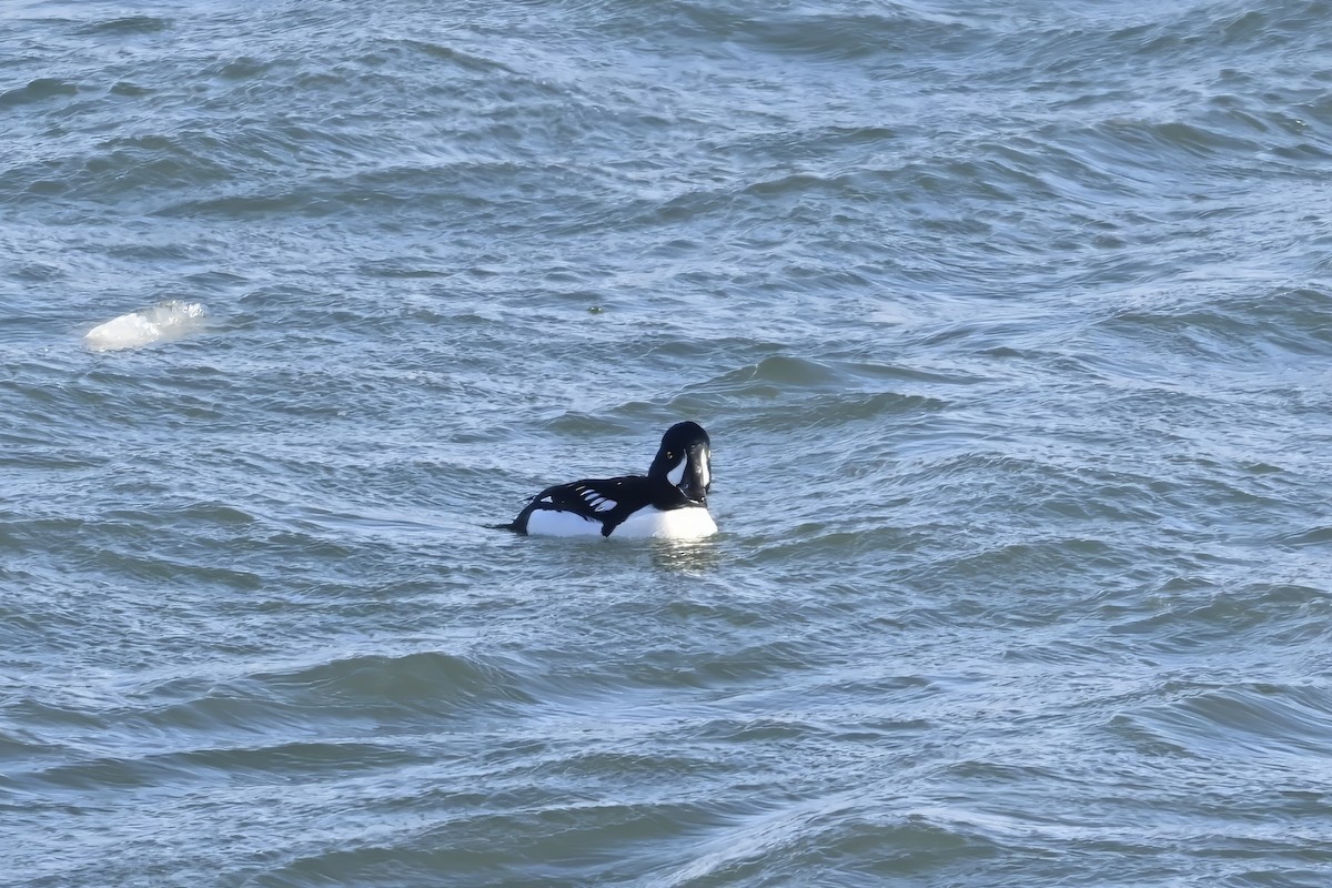 Garrot d'Islande - ML646660127