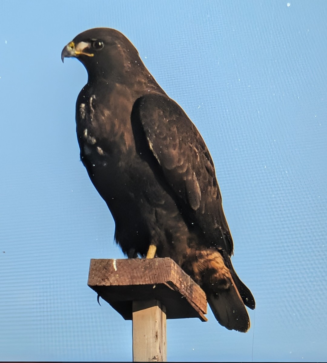 káně rudochvostá - ML646660128