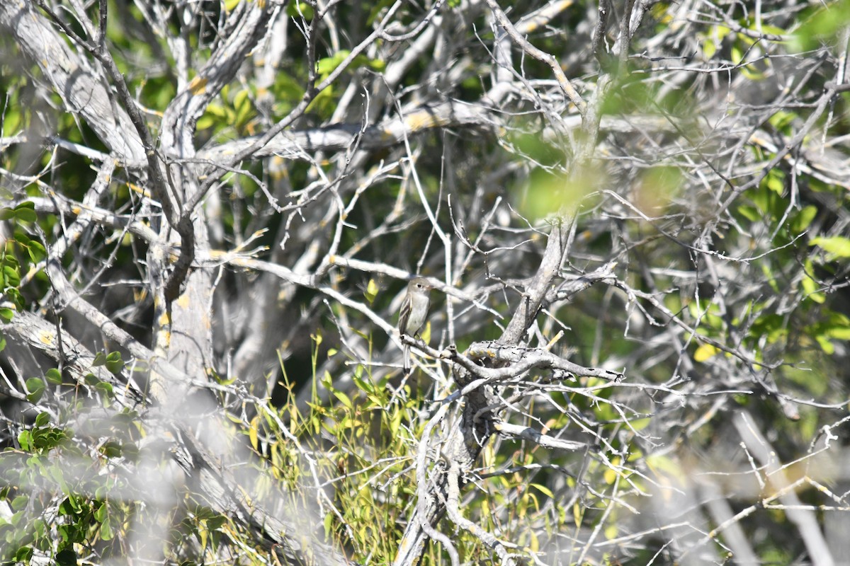 Least Flycatcher - ML646660129