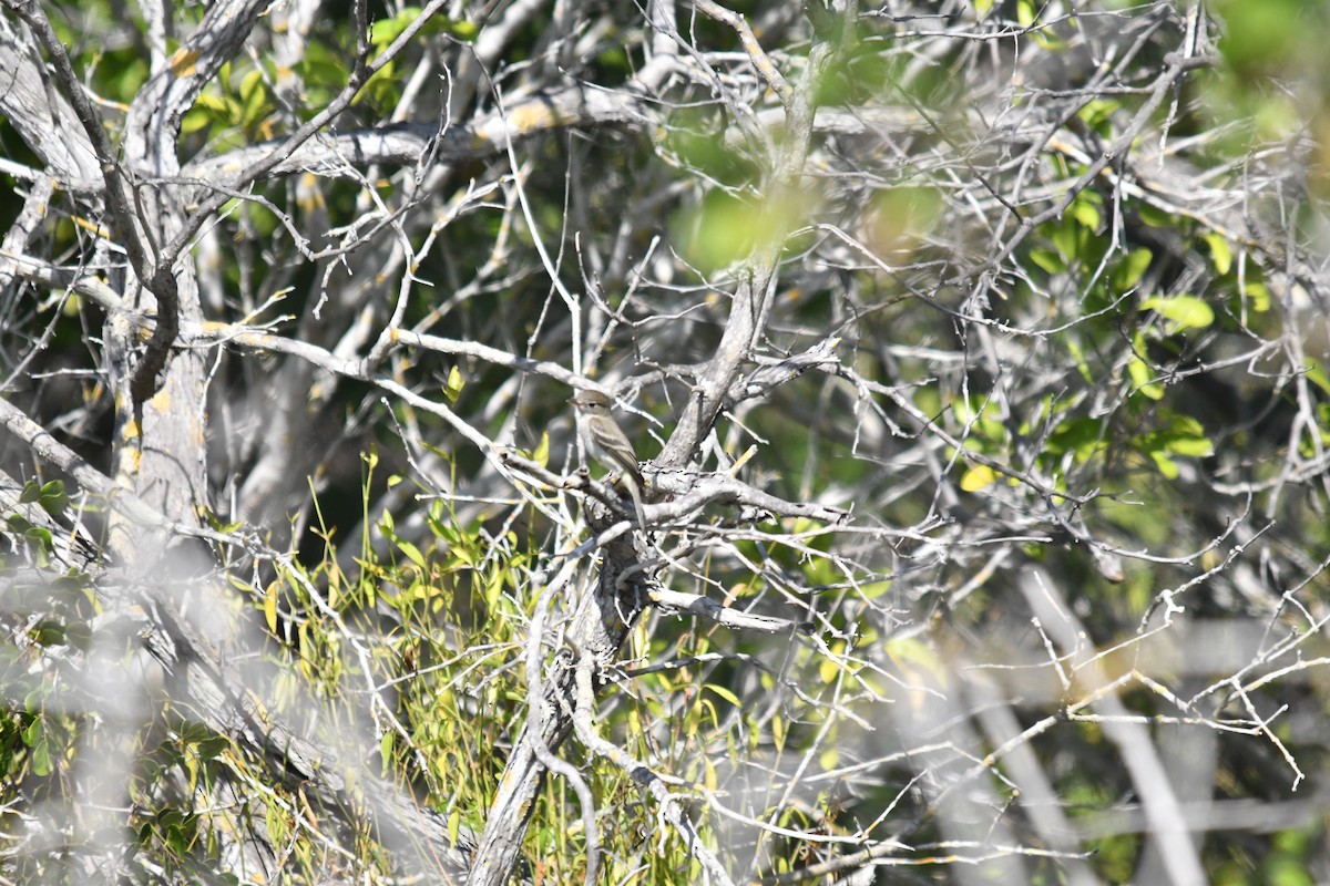 Least Flycatcher - ML646660130