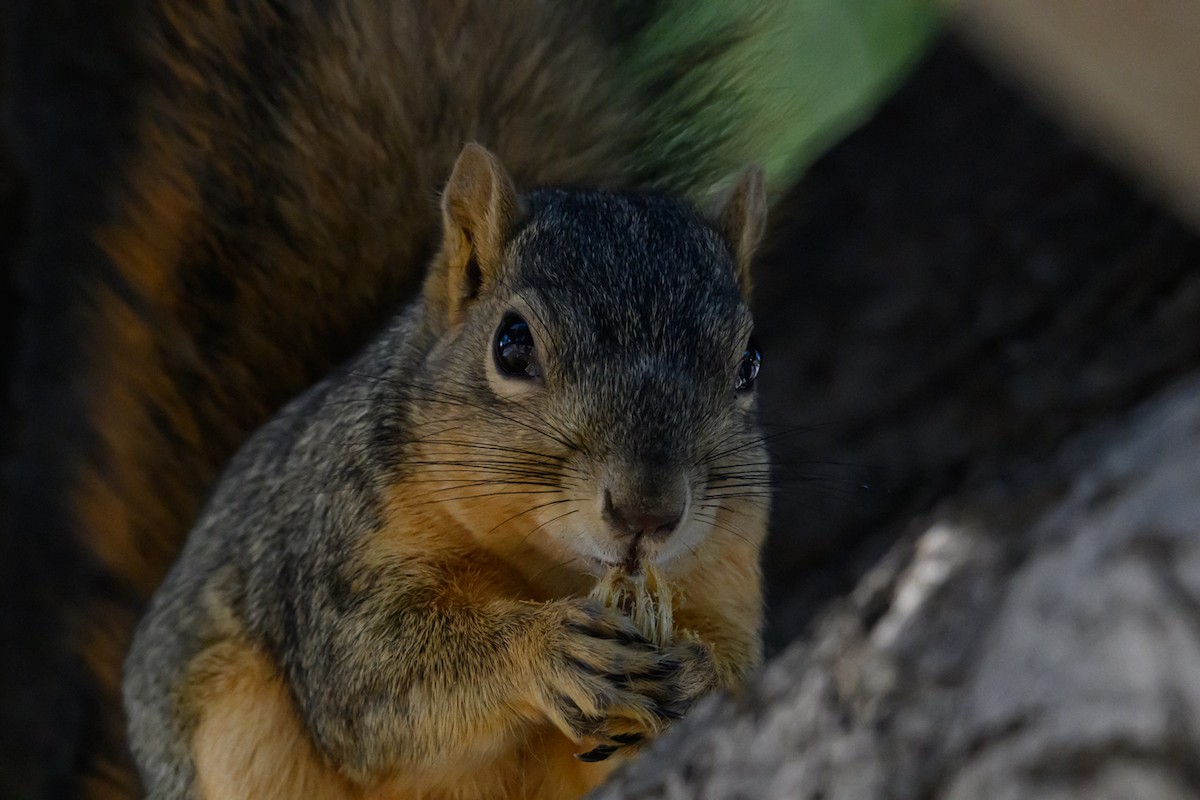 Eastern Fox Squirrel - ML646660132