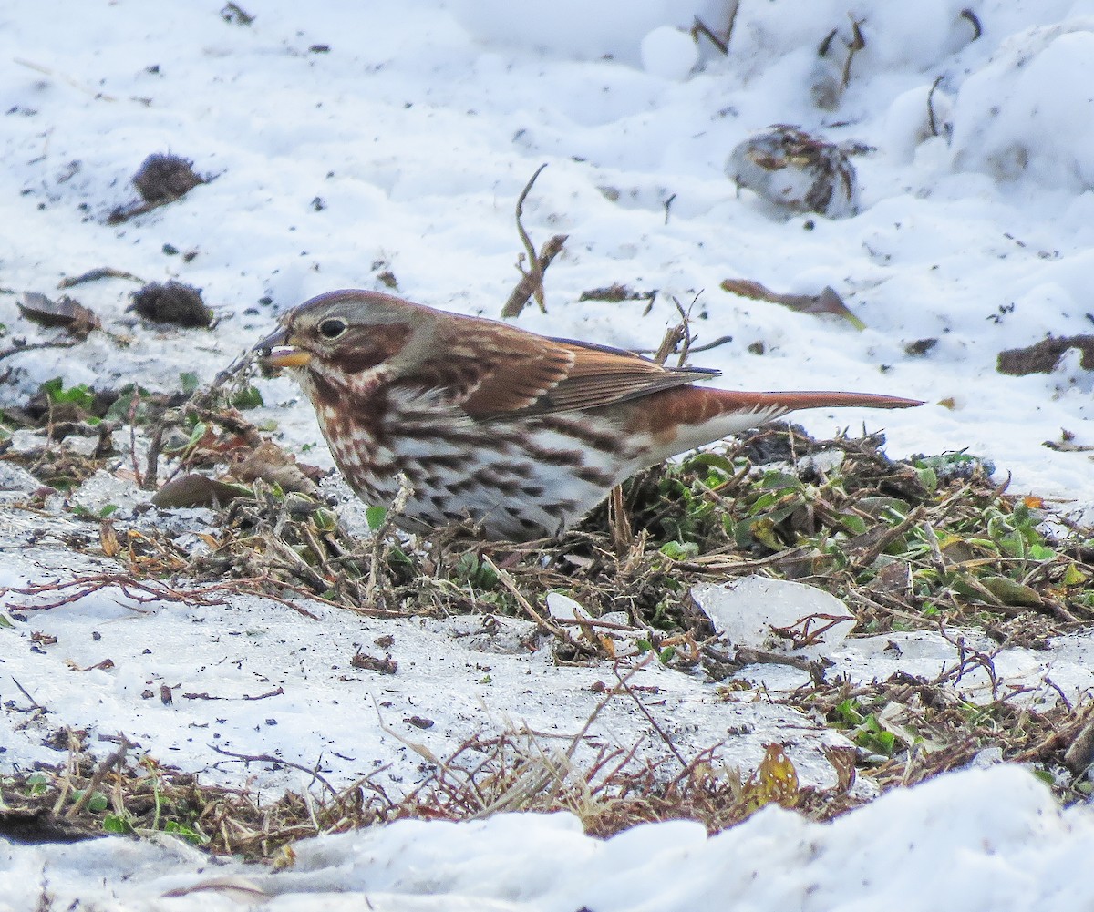 Пестрогрудая овсянка - ML646660133
