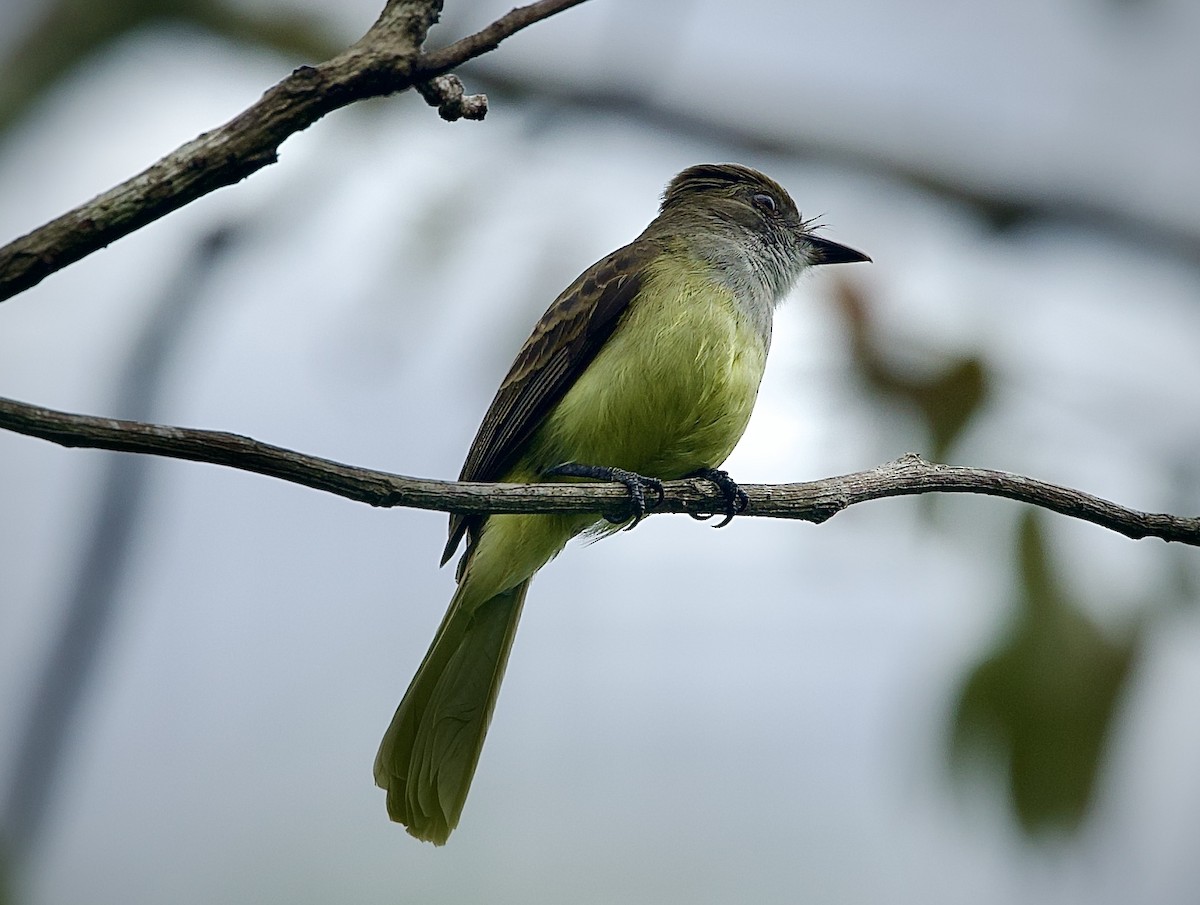 Kurzschopftyrann - ML646660135