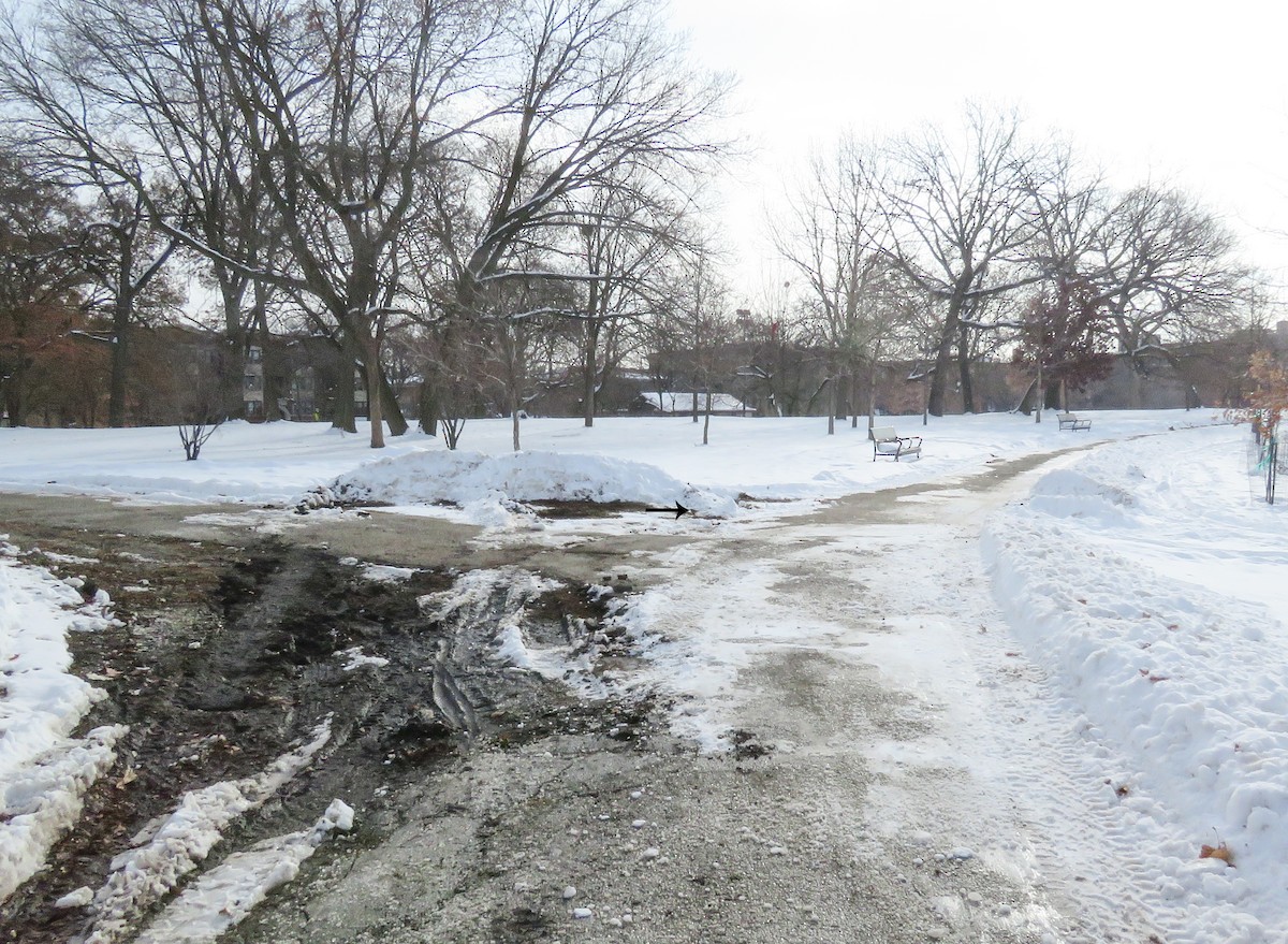 Пестрогрудая овсянка - ML646660136