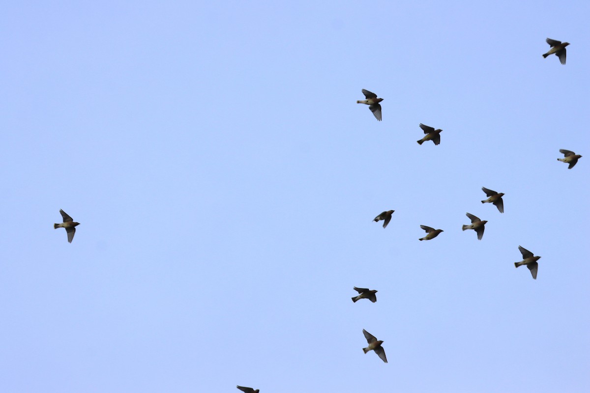 ヒメレンジャク - ML646660137