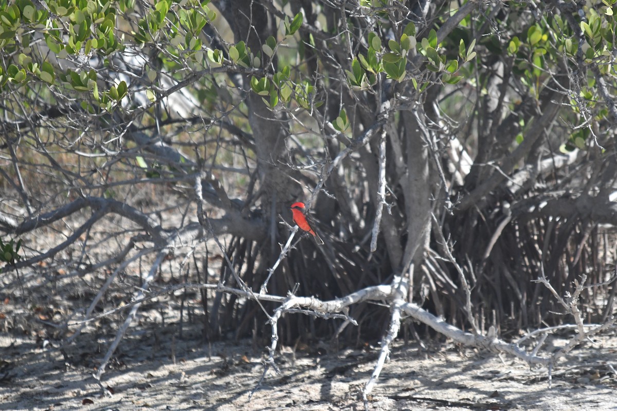 Vermilion Flycatcher - ML646660138