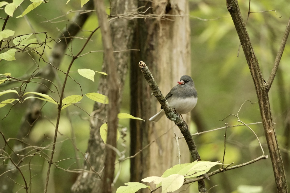 Dark-eyed Junco - ML646660139