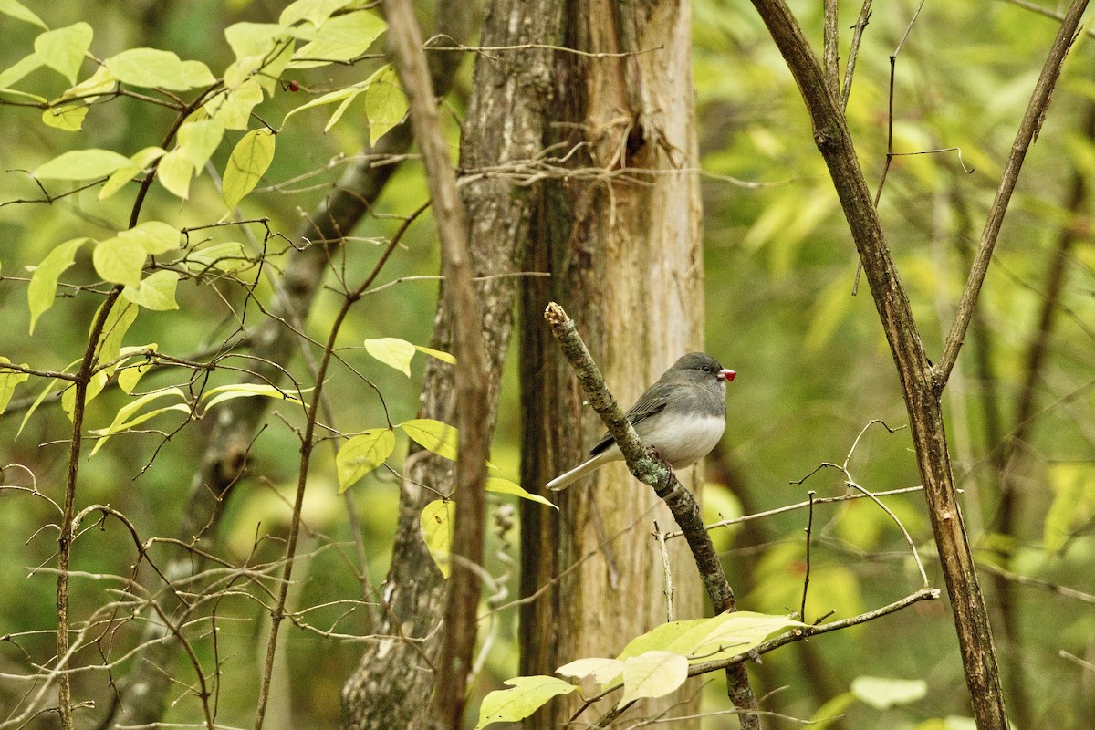 Dark-eyed Junco - ML646660140