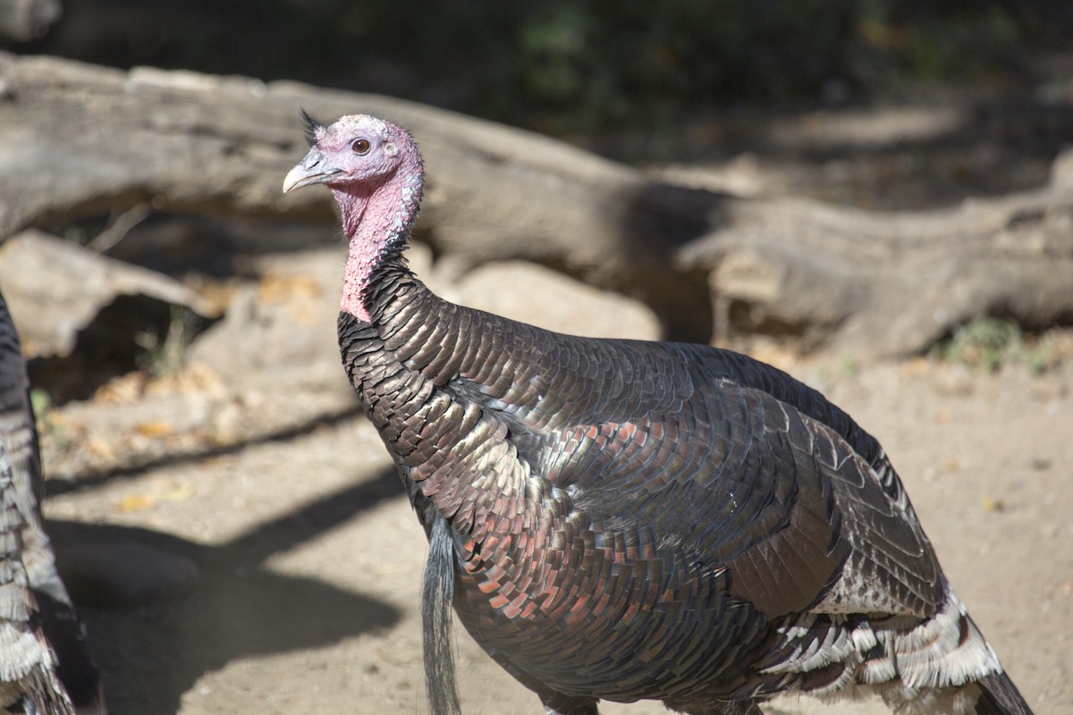 シチメンチョウ - ML646660142