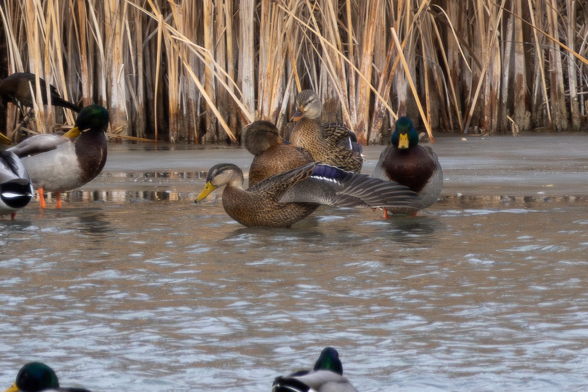 Mexican Duck - ML646660143