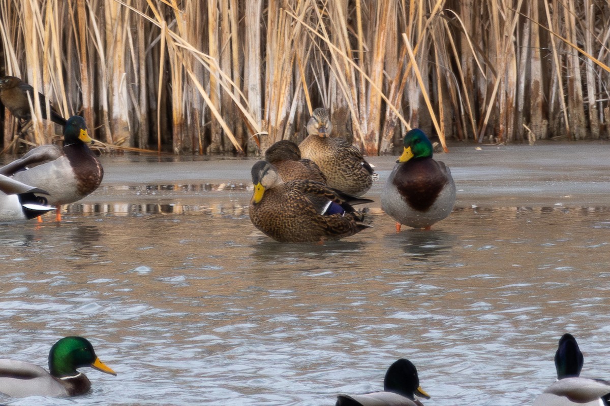 Mexican Duck - ML646660144