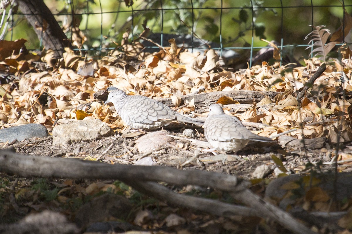 インカバト - ML646660145