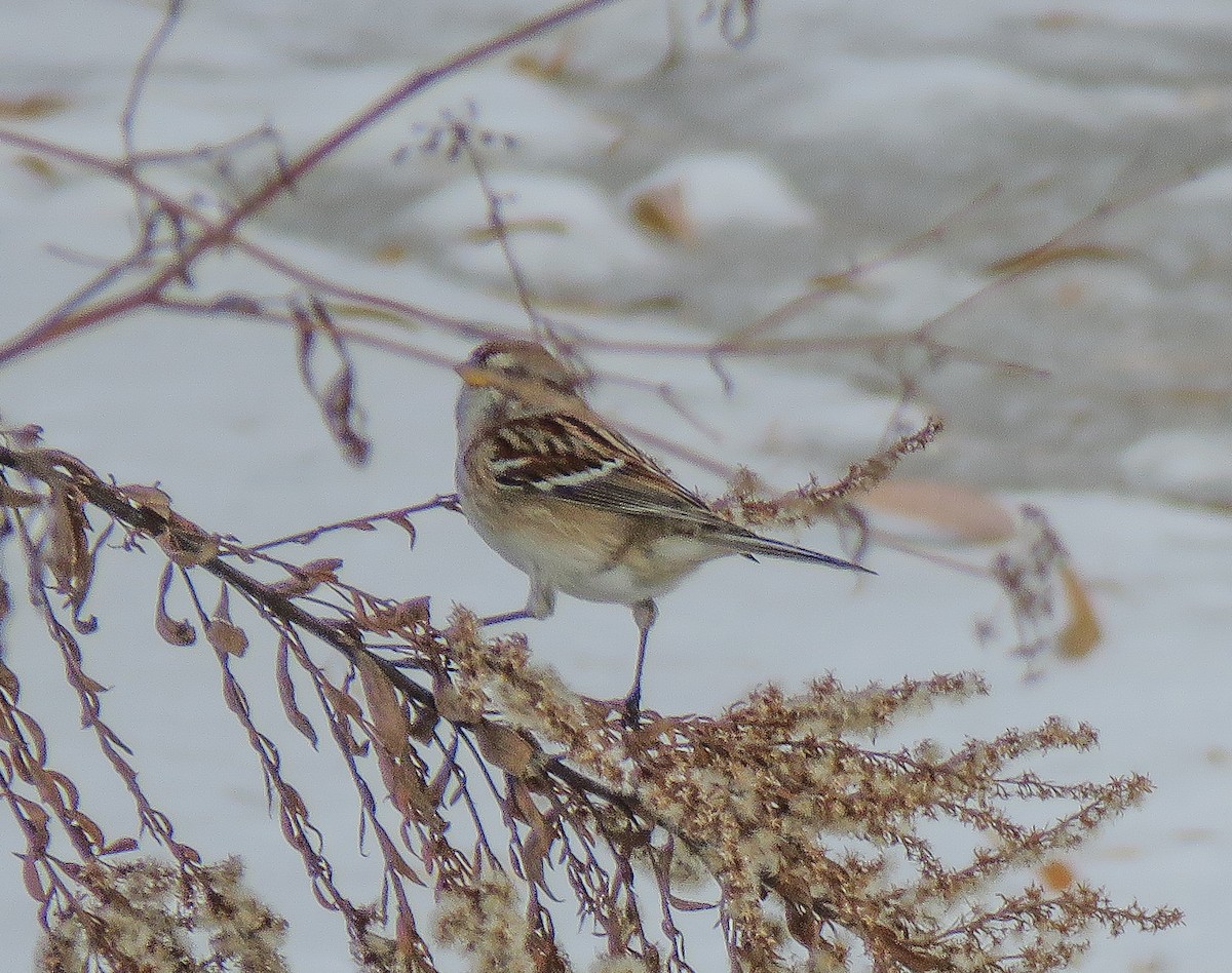 Воробьиная овсянка - ML646660146