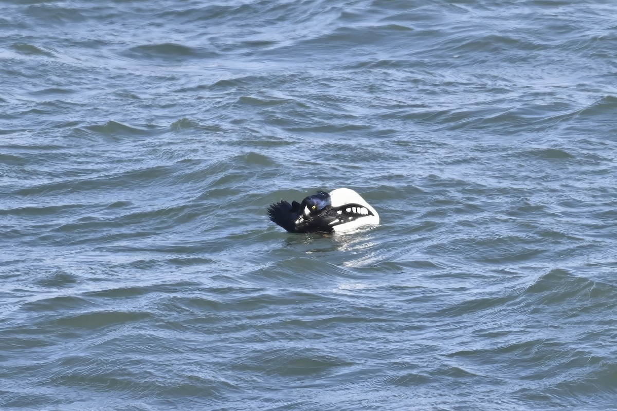 Garrot d'Islande - ML646660147