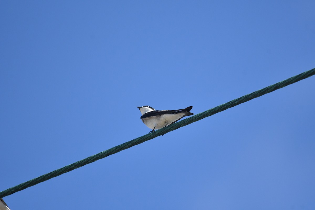 Mangrove Swallow - ML646660148