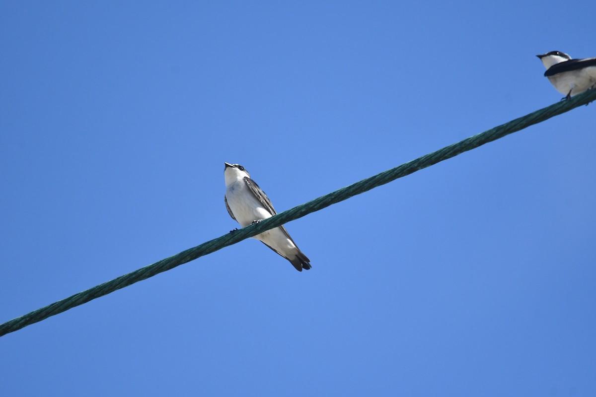 Mangrove Swallow - ML646660149