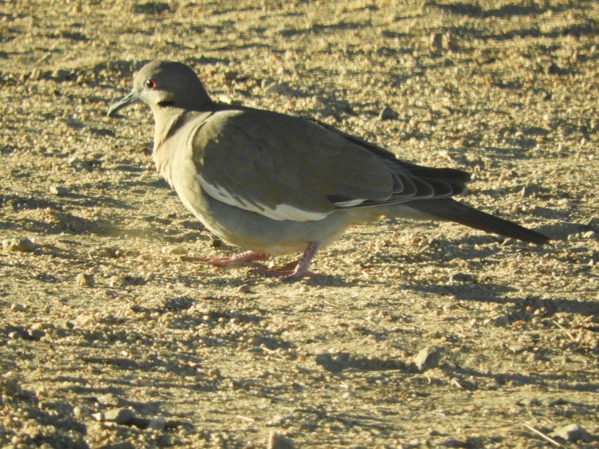 White-winged Dove - ML646660150