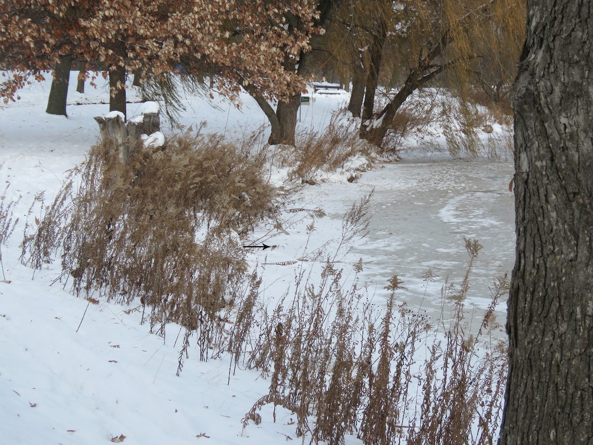 Воробьиная овсянка - ML646660151