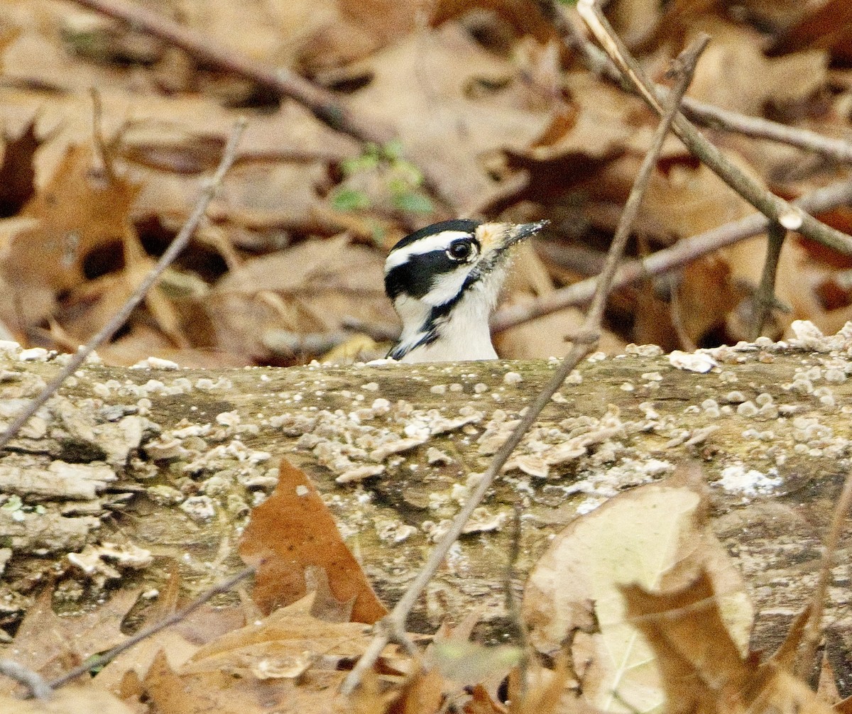 Downy Woodpecker - ML646660152
