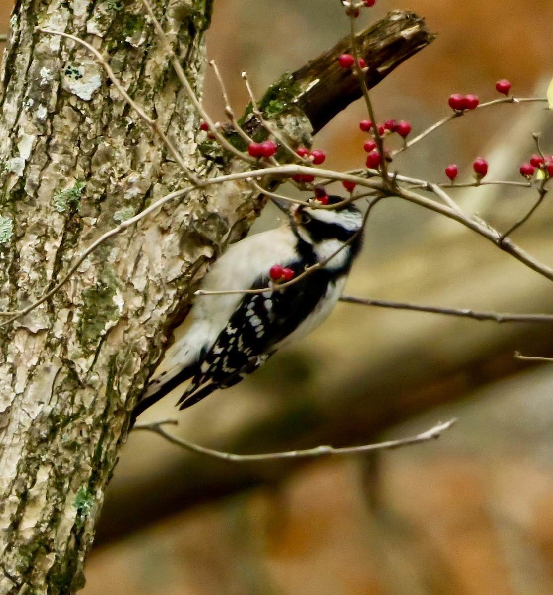 Downy Woodpecker - ML646660153