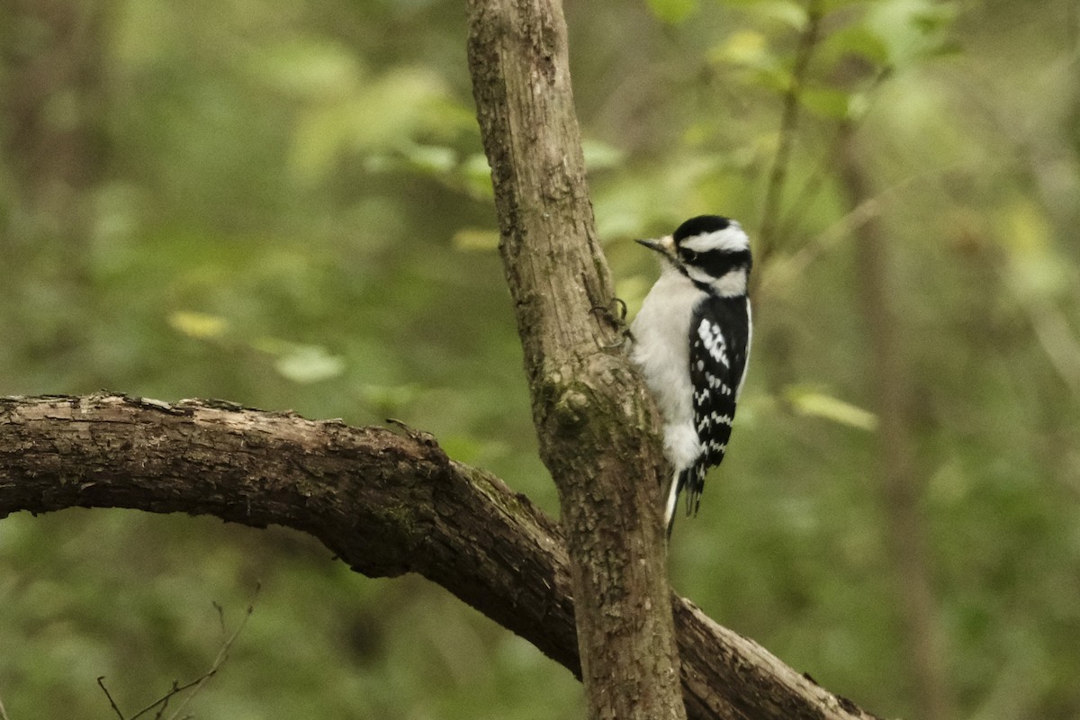 Downy Woodpecker - ML646660154