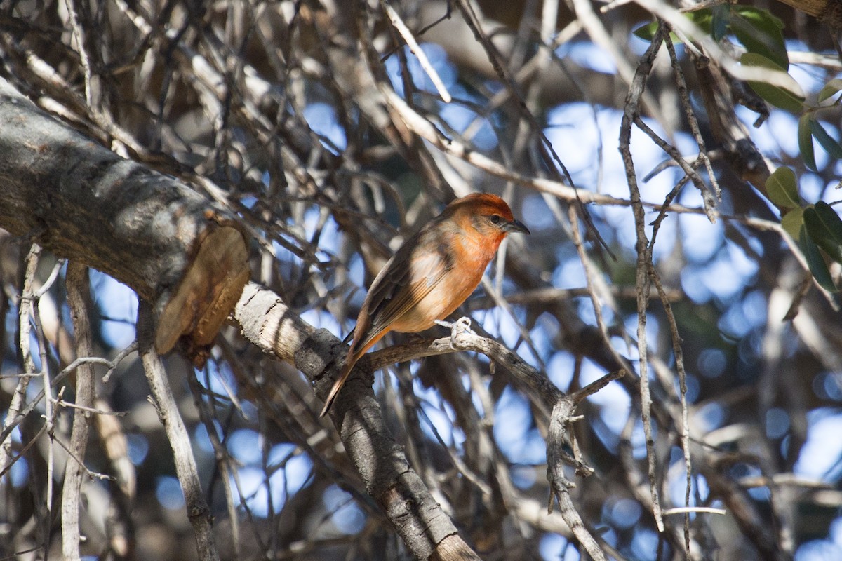 レンガフウキンチョウ - ML646660159