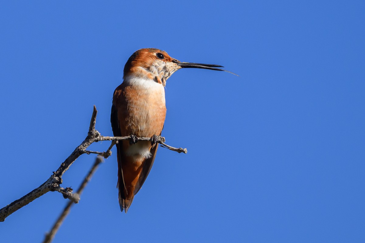 Allen's Hummingbird - ML646660160