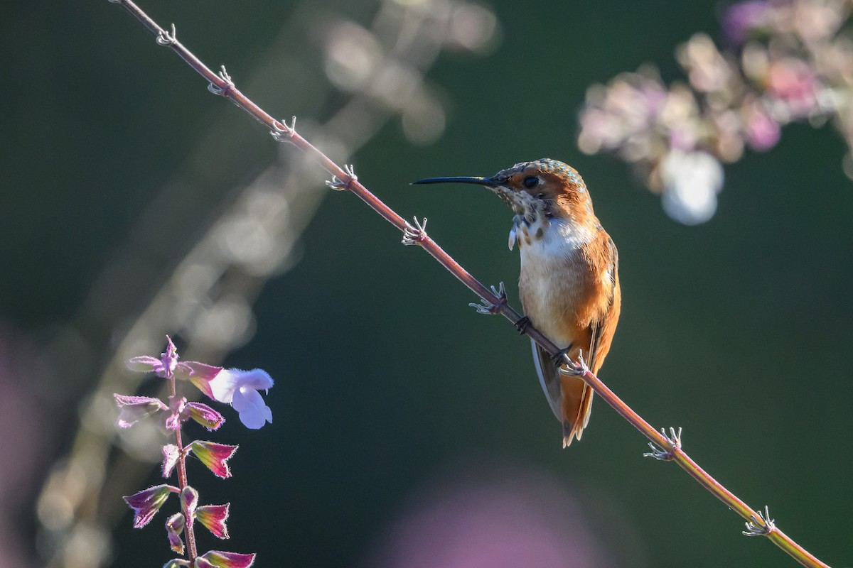 Allen's Hummingbird - ML646660161