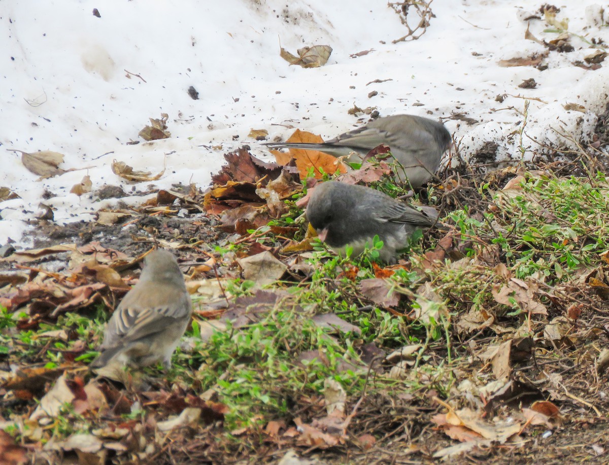 Серый юнко - ML646660163