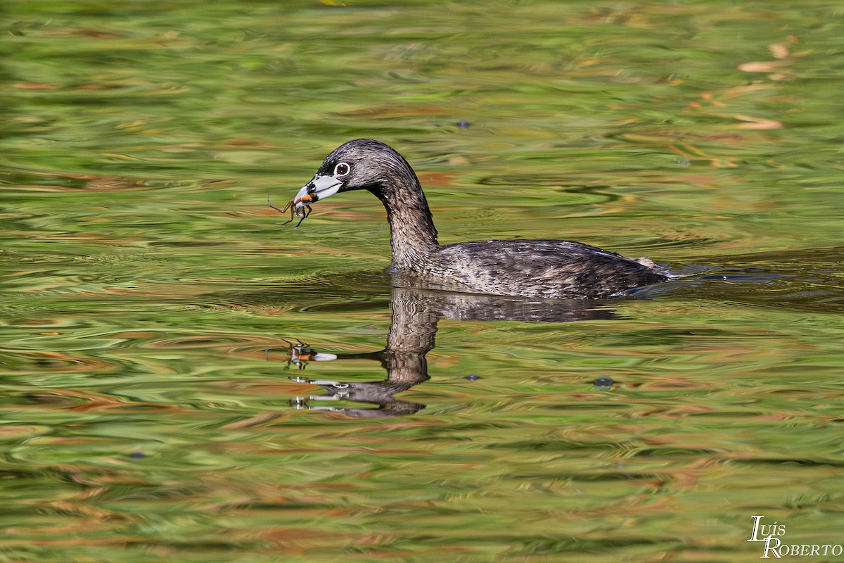 ringnebbdykker - ML646660164