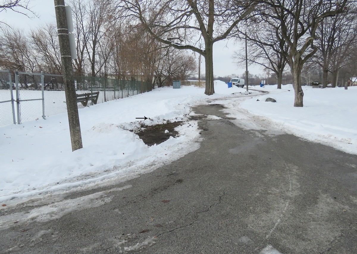 Серый юнко - ML646660168