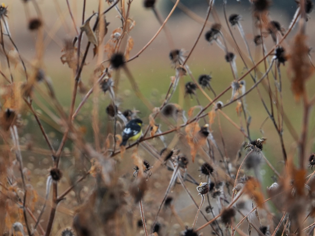 Lesser Goldfinch - ML646660176