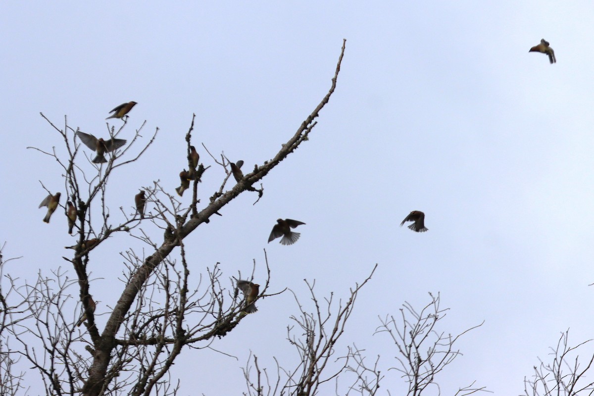 ヒメレンジャク - ML646660179