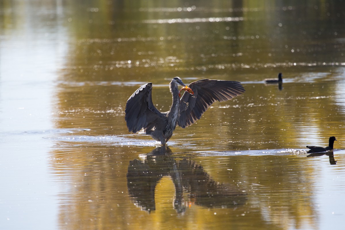 オオアオサギ - ML646660180