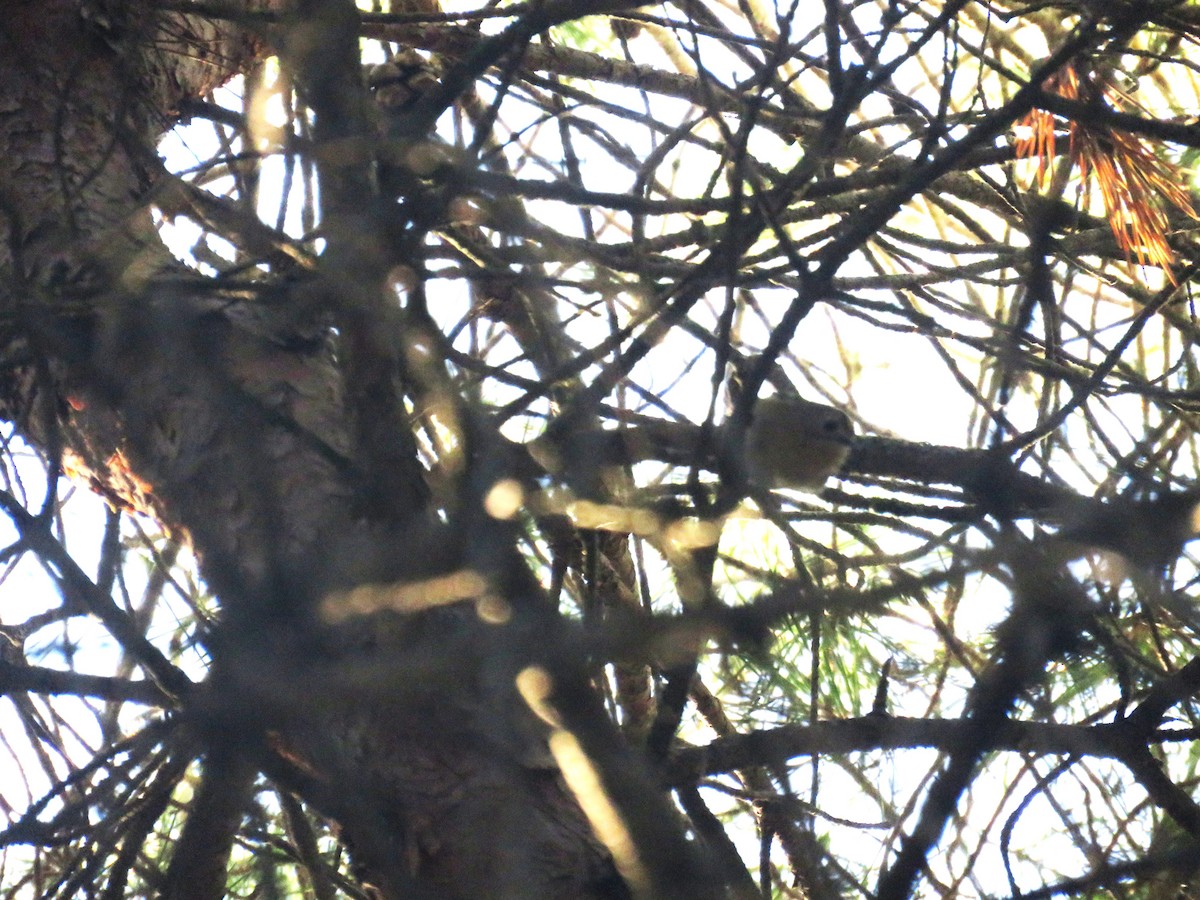 キクイタダキ - ML646660181