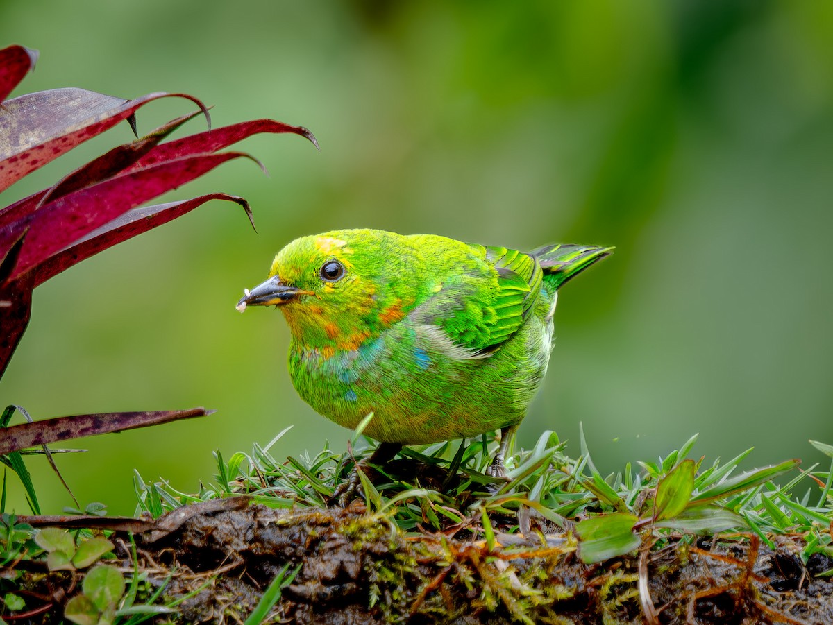 ゴシキエメラルドフウキンチョウ - ML646660182