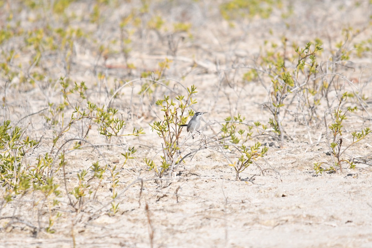Yucatan Gnatcatcher - ML646660183