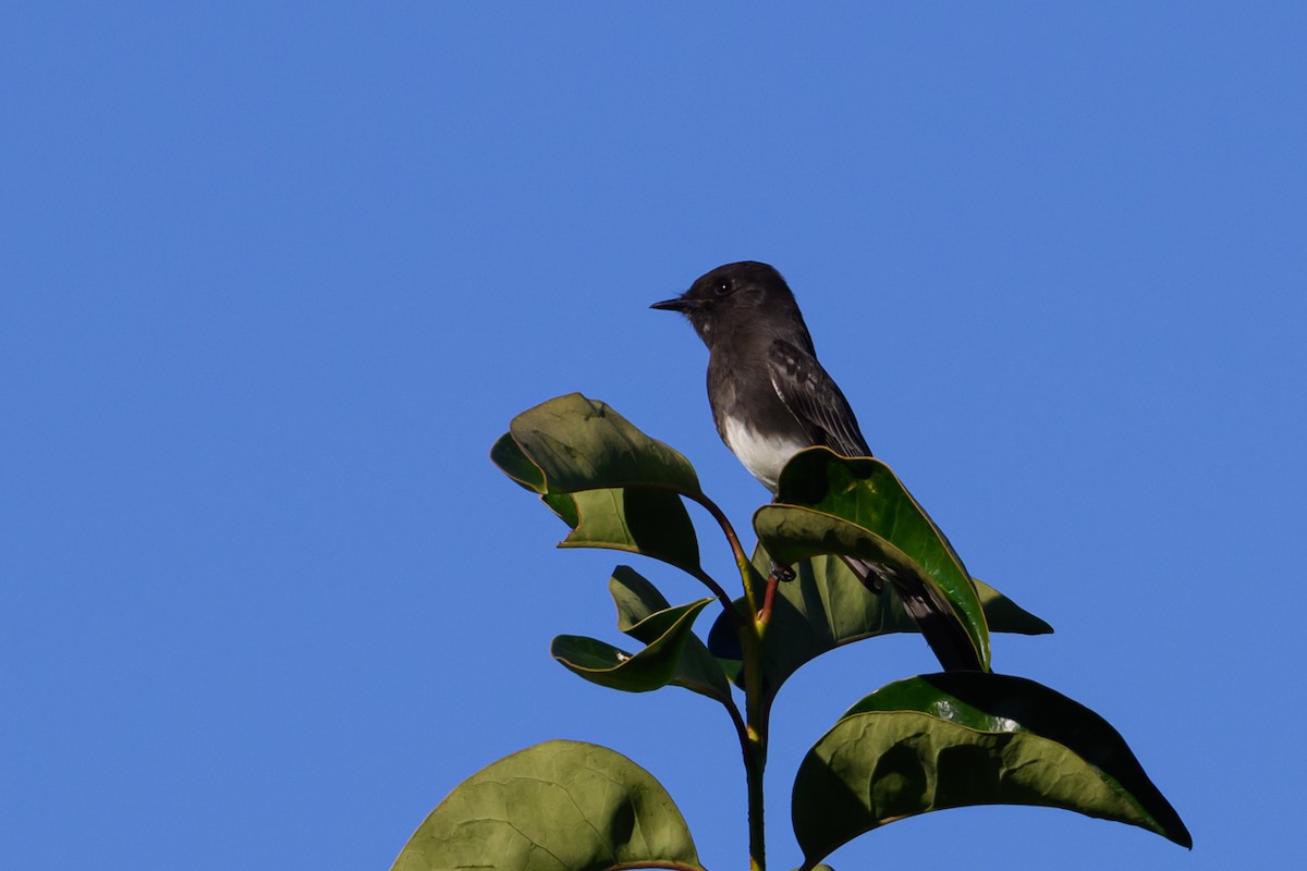 Black Phoebe - ML646660184