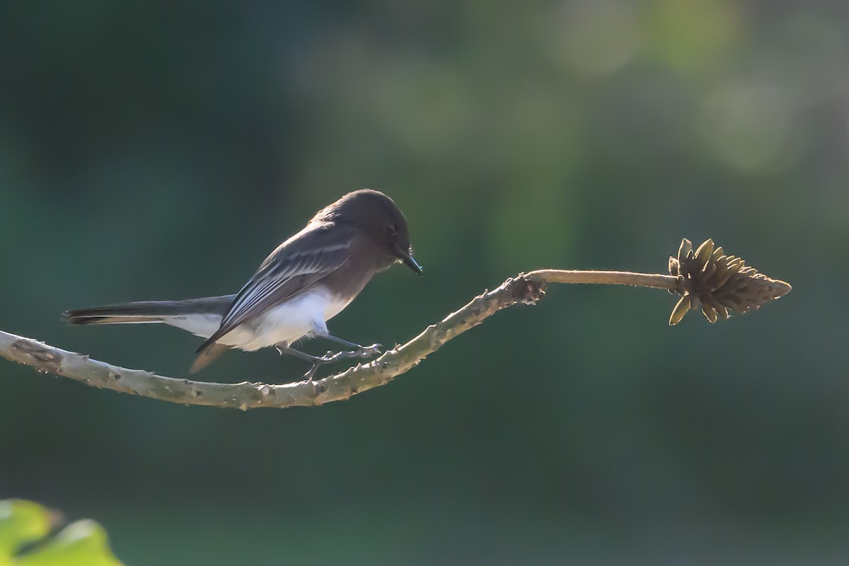 Black Phoebe - ML646660185