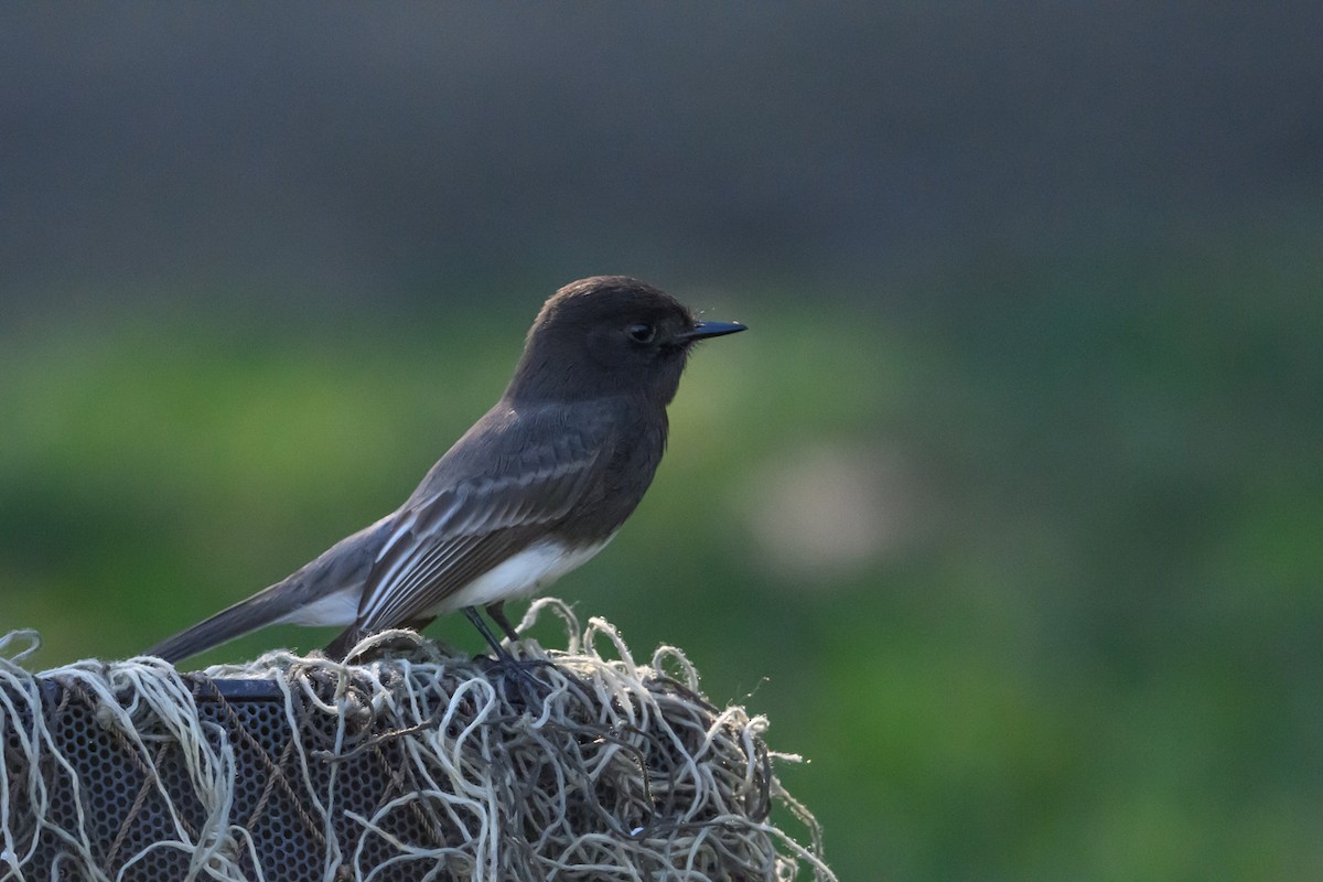Black Phoebe - ML646660186