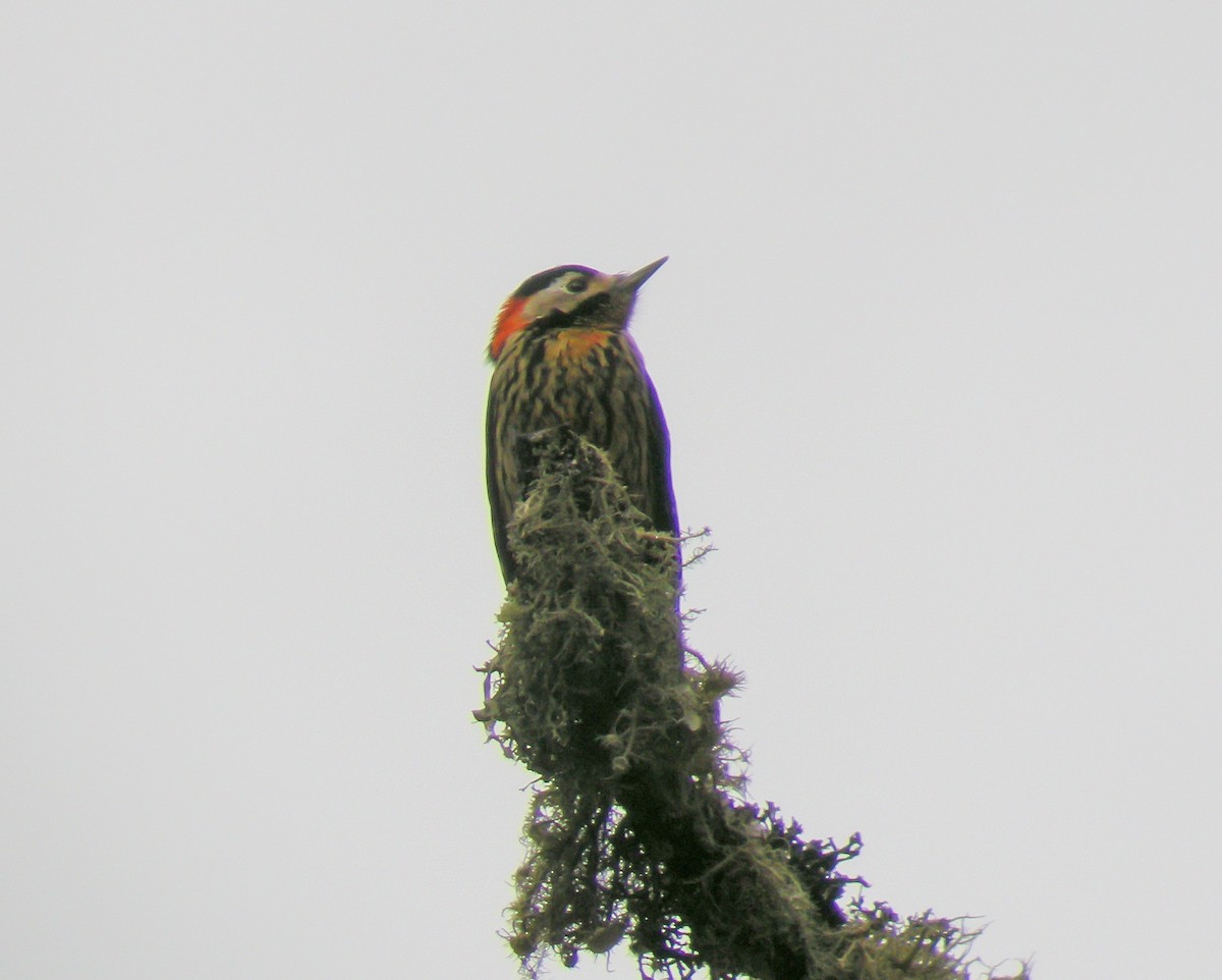 Crimson-naped Woodpecker - ML646660187