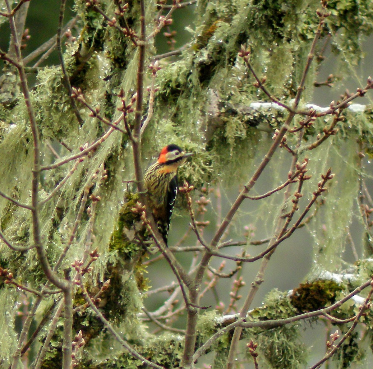 Crimson-naped Woodpecker - ML646660188
