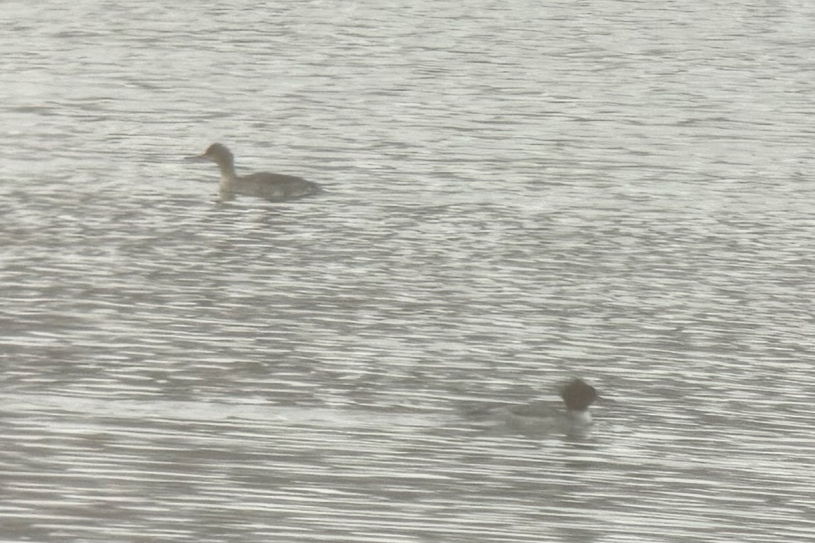 紅胸秋沙 - ML646660189