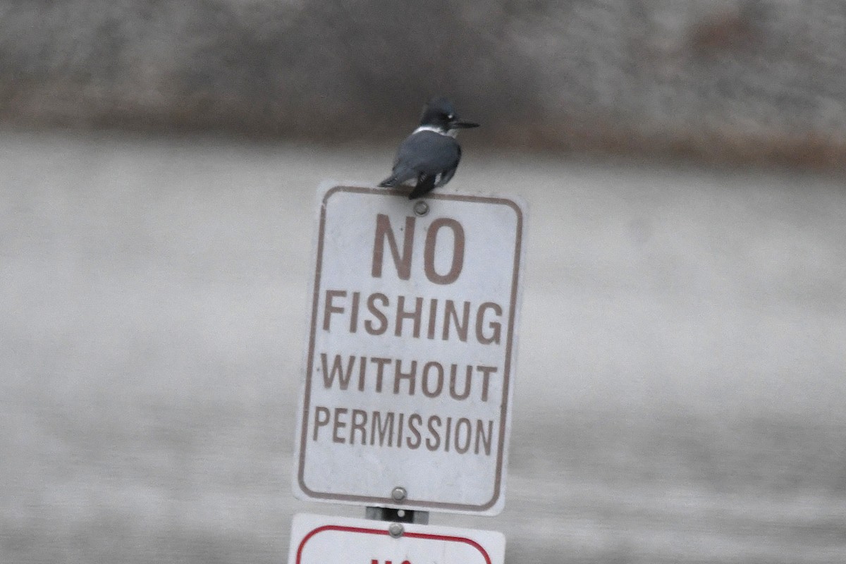 Belted Kingfisher - ML646660190