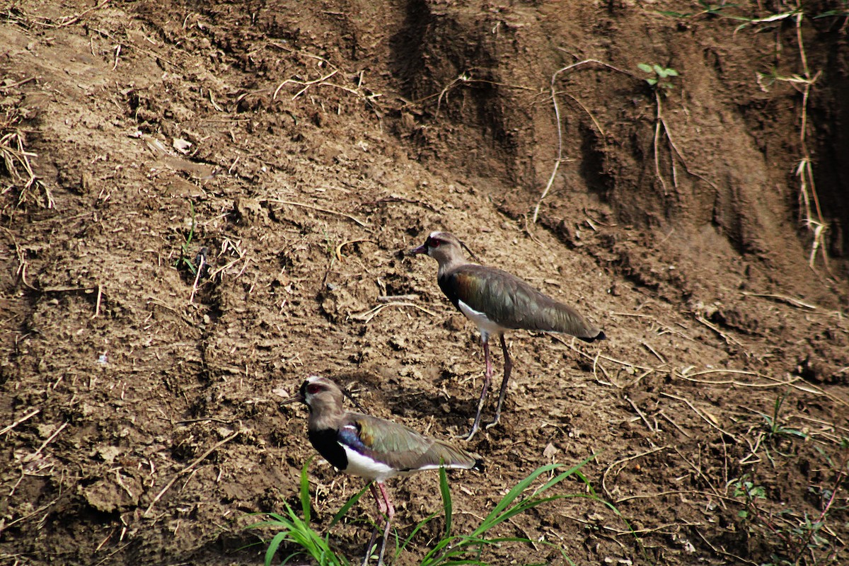 Southern Lapwing - ML646660191